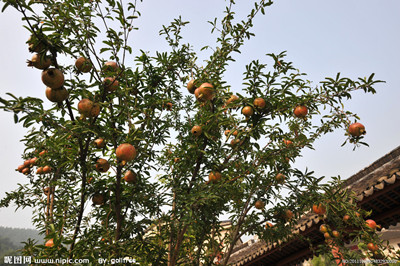 我愛家鄉(xiāng)的石榴樹