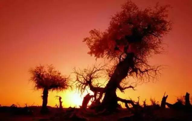 夕陽下的胡楊林