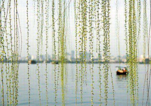 油菜花開(kāi)滿地春