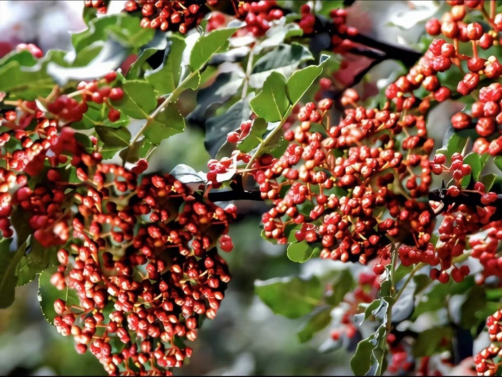  椒香溢韓城，福澤潤民心