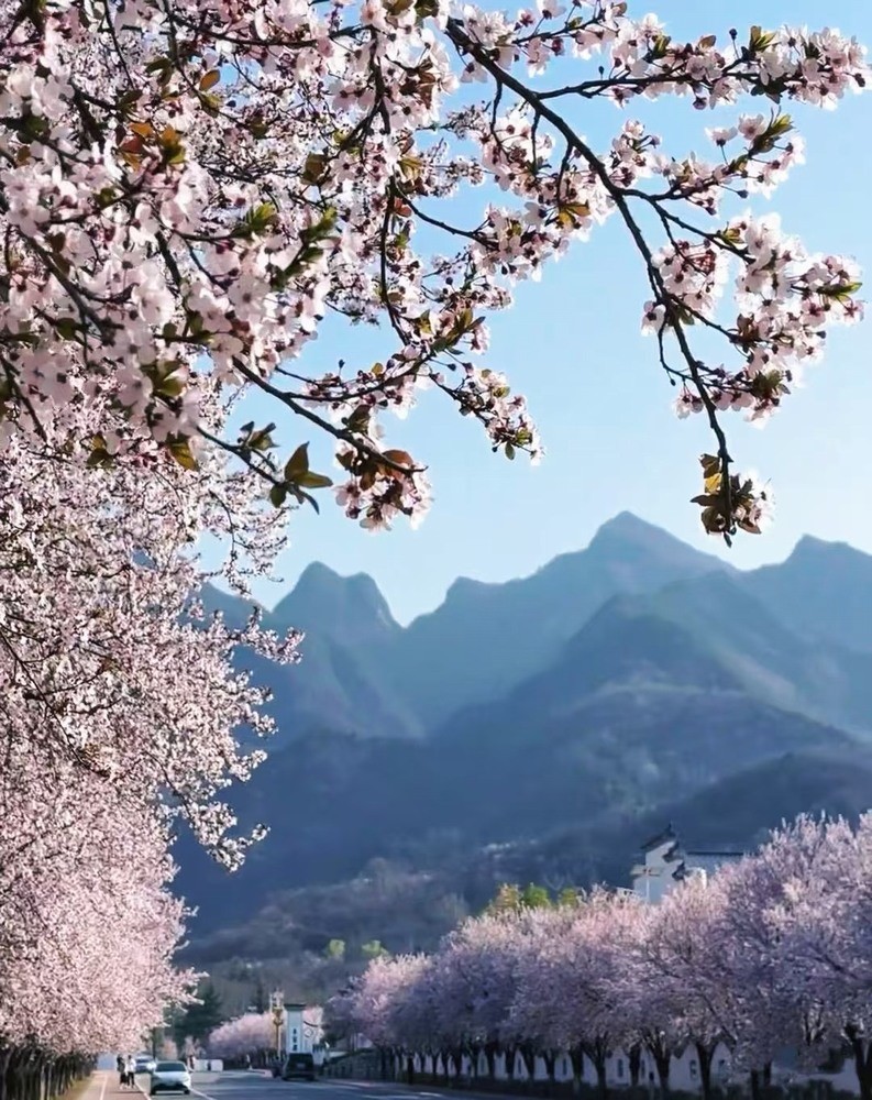 邂逅春櫻，期許四季