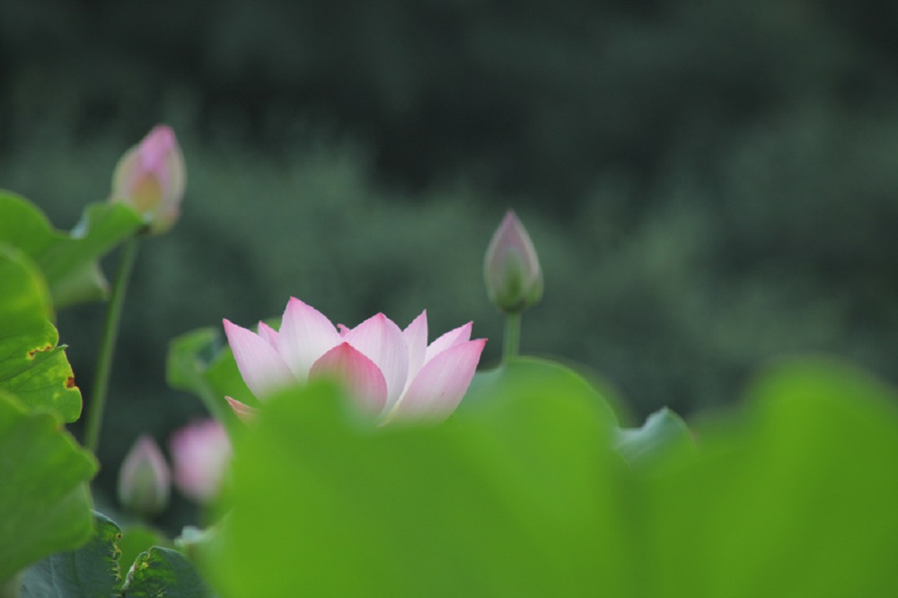 荷影深處見清風