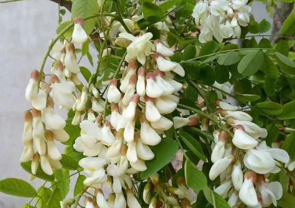 走！鉤洋槐花去！